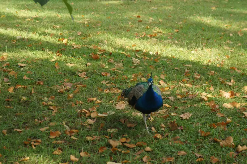 Peacock