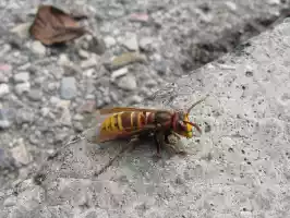 A queen bee