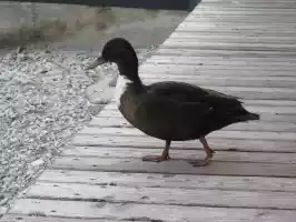 Another kind of duck