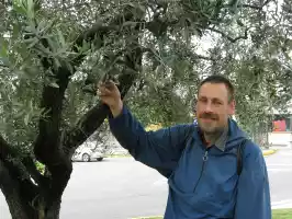 Olives are ripe