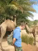 Camels eating dates Camels eating dates