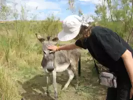 Donkey Donkey