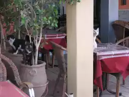 Feline customers Feline customers