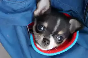 Not a lap dog but a pocket dog. a 2-month-old Chihuahua puppy called Dali